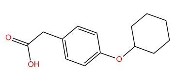 4-Cyclohexylphenylacetic acid